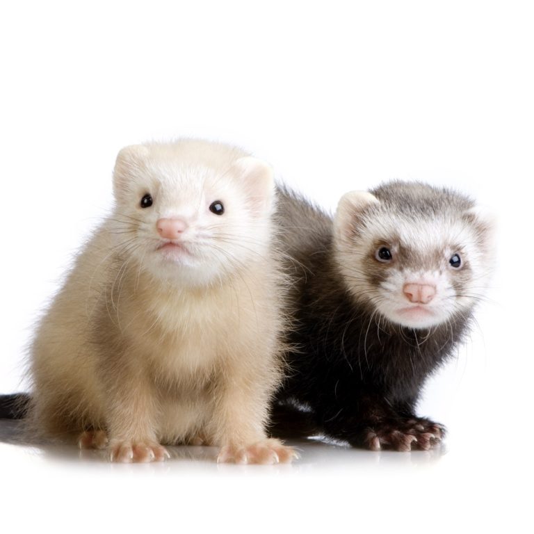How to Train Your Ferret to Use a Litter Box