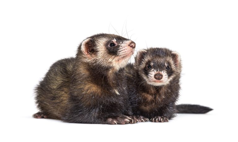 Ferret Lungs and Breathing: How to Care for Their Respiratory Health