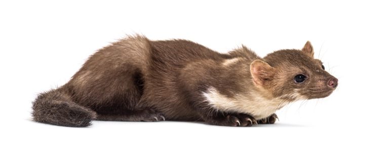 The Importance of Regular Vet Visits for Your Ferret