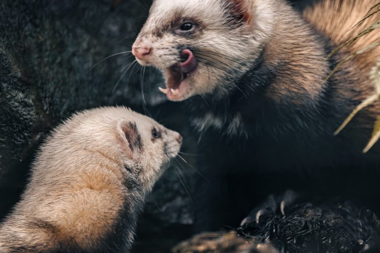 Understanding the Biological Needs of a Ferret in Captivity