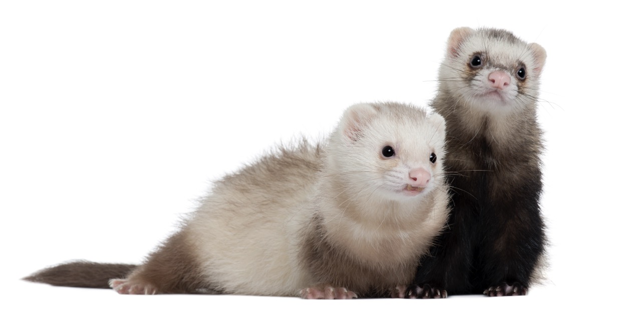 Ferret Reproduction: A Guide to Mating and Pregnancy