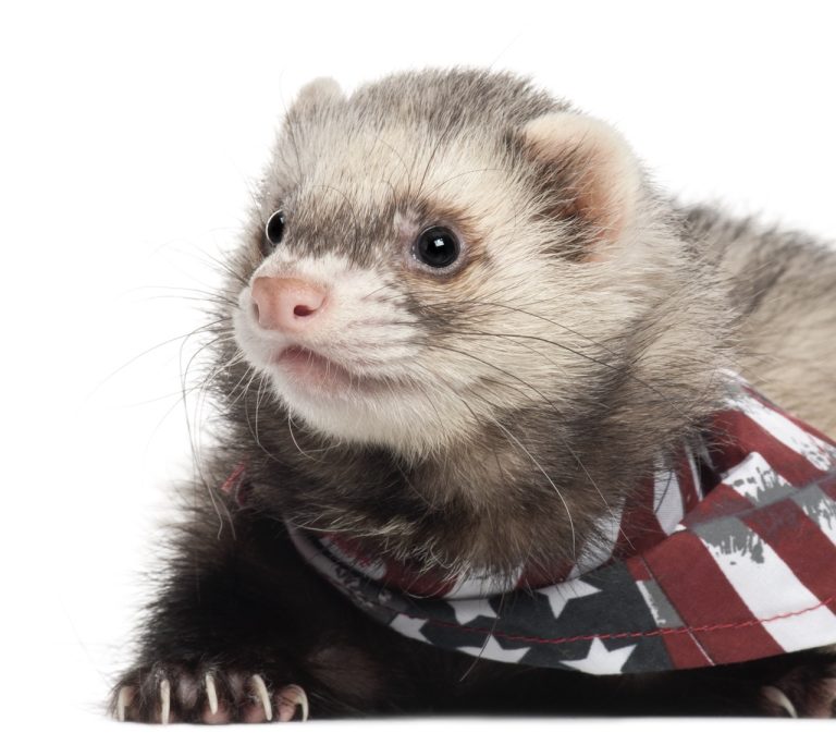 How to Organize Your Ferret’s Cage for Maximum Space