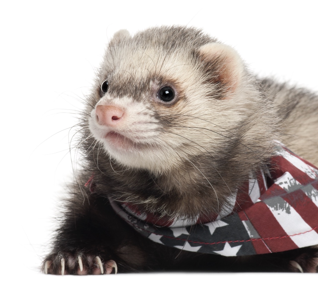 The Best Ferret Cages for Ferret Shows or Exhibitions