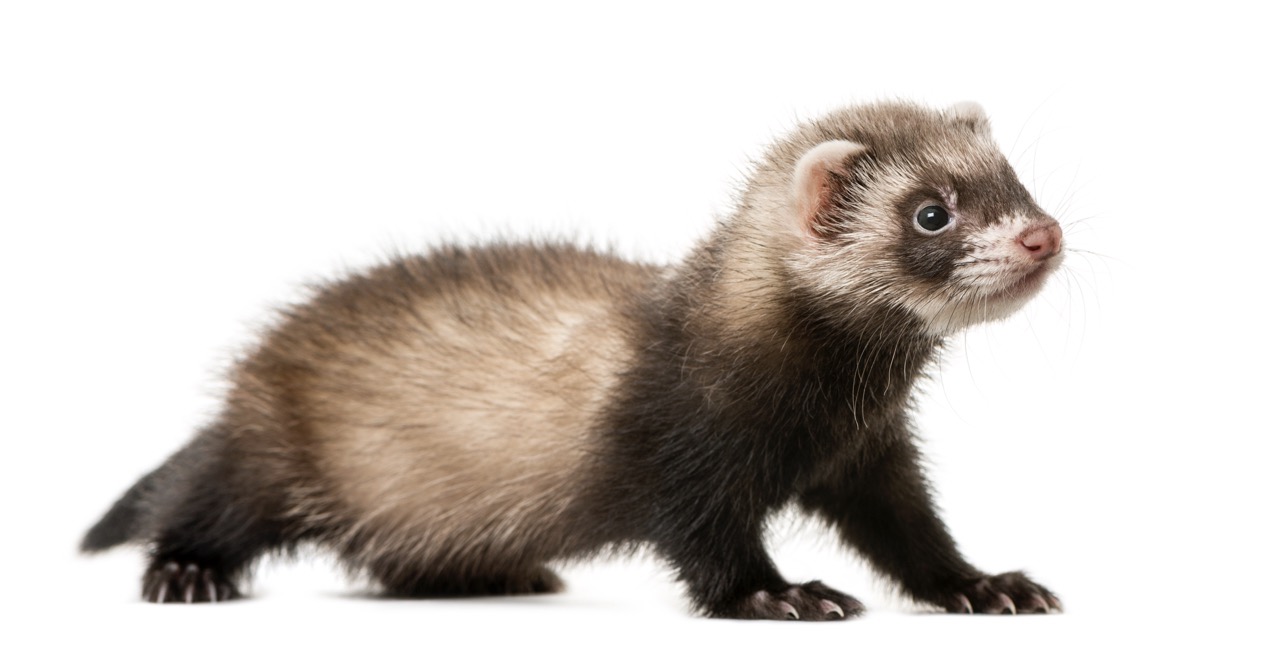 Ferret Travel Bags and Carriers: What to Look For
