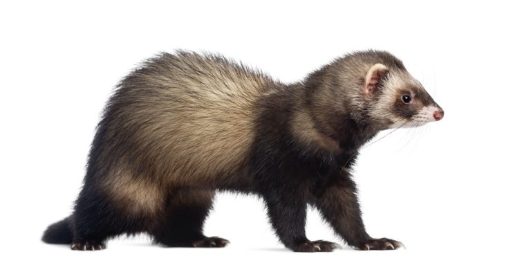 How Ferret Metabolism Affects Their Diet and Health