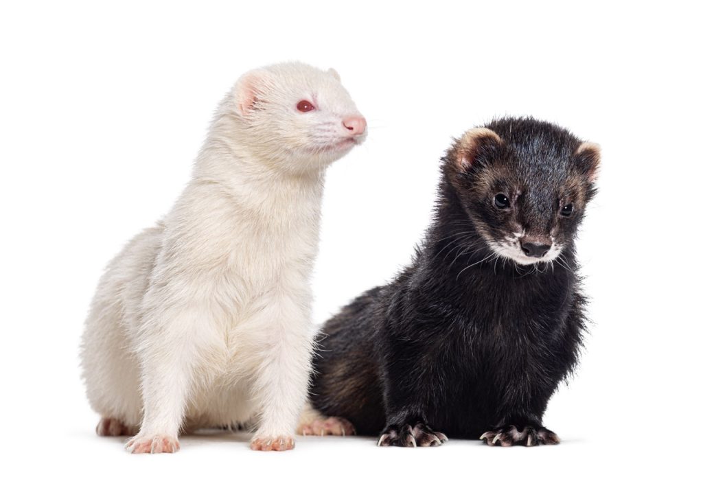 How Ferret Social Media Accounts Have Built Strong Communities