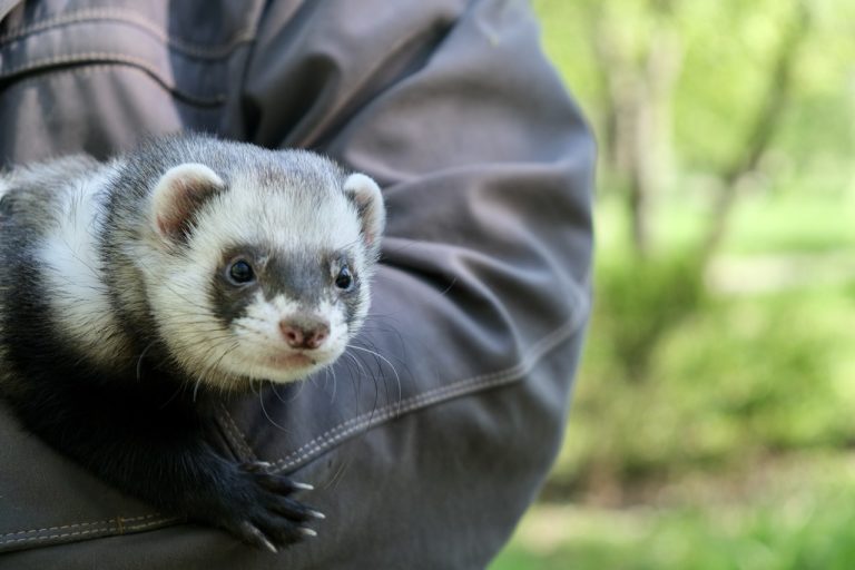 Why a Ferret Cage with Bars Can Be a Good Option