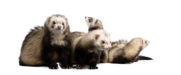 How to Balance Sharing Your Ferret’s Life and Maintaining Their Privacy Online