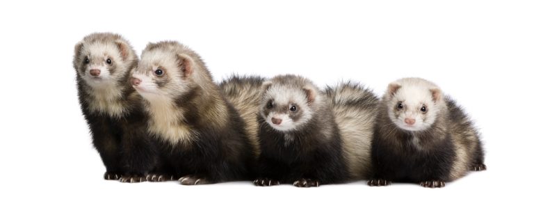 How to Provide Mental Stimulation for Your Ferret