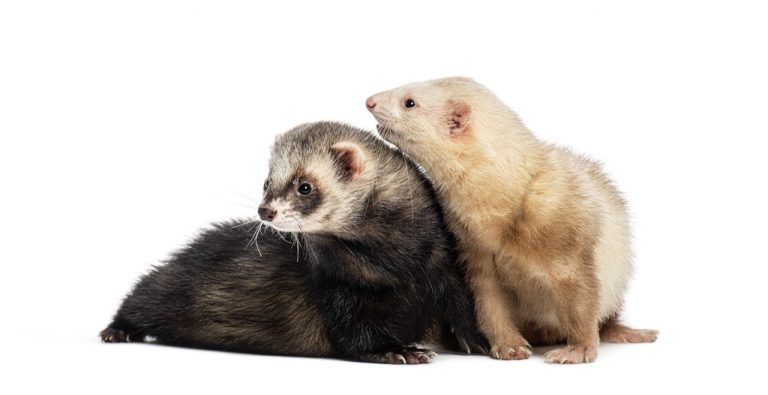 The Challenges of Being a Ferret Influencer on Social Media