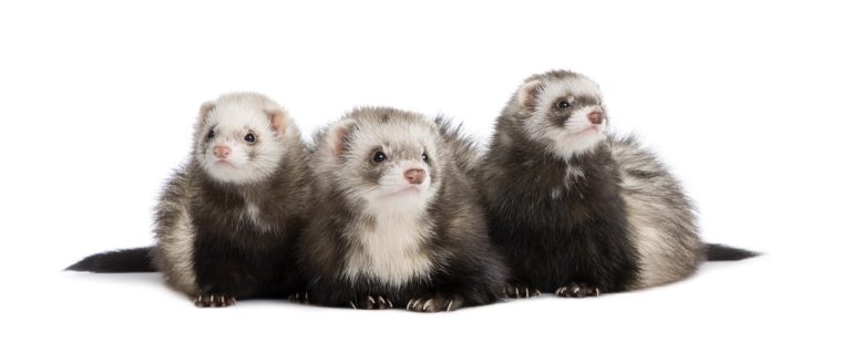 Ferret Grooming Essentials: What You Need in Your Kit