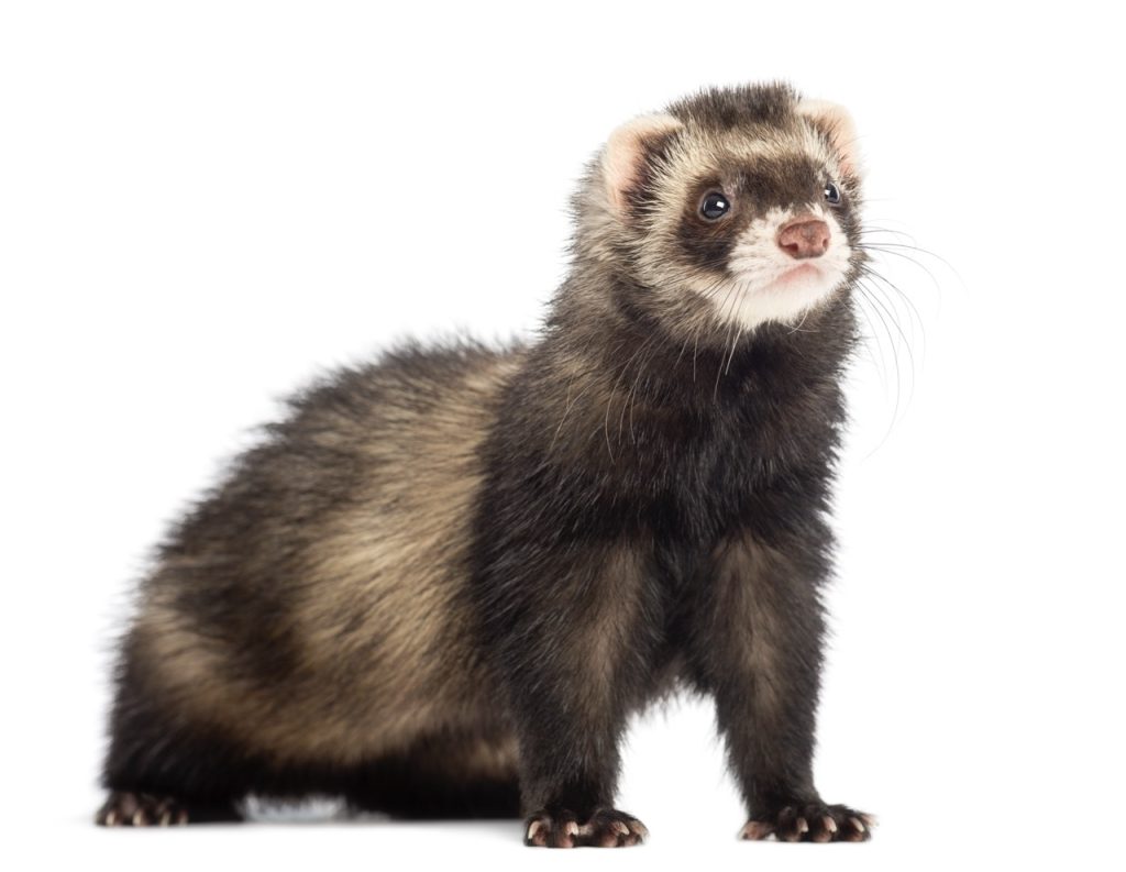 The Most Popular Ferret Challenges on Instagram and TikTok