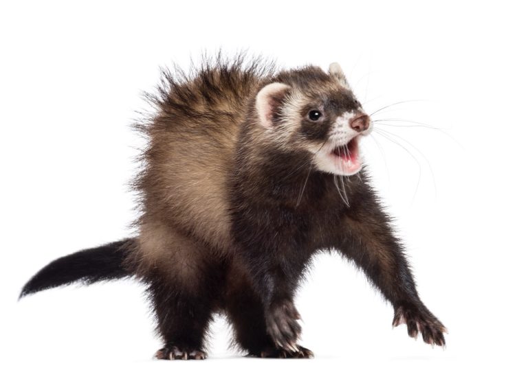 How to Safely Secure Your Ferret’s Cage at Night