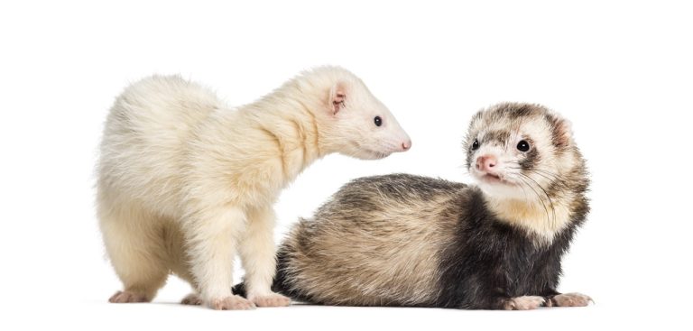 How to Deal with Ferret Mischief and Destructive Behavior