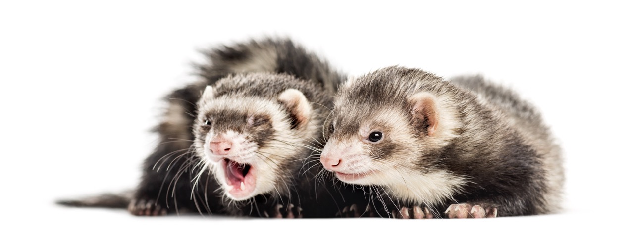 The Best Types of Bedding for Ferret Cages