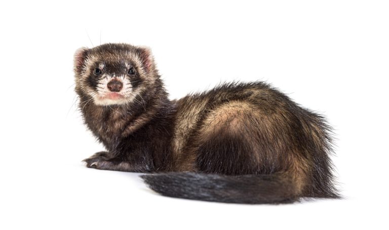 How to Find the Perfect Ferret Accessories for Your Pet