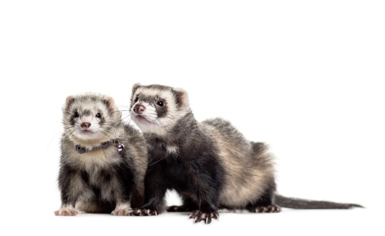 How to Create a Ferret Cage with Plenty of Hiding Spots